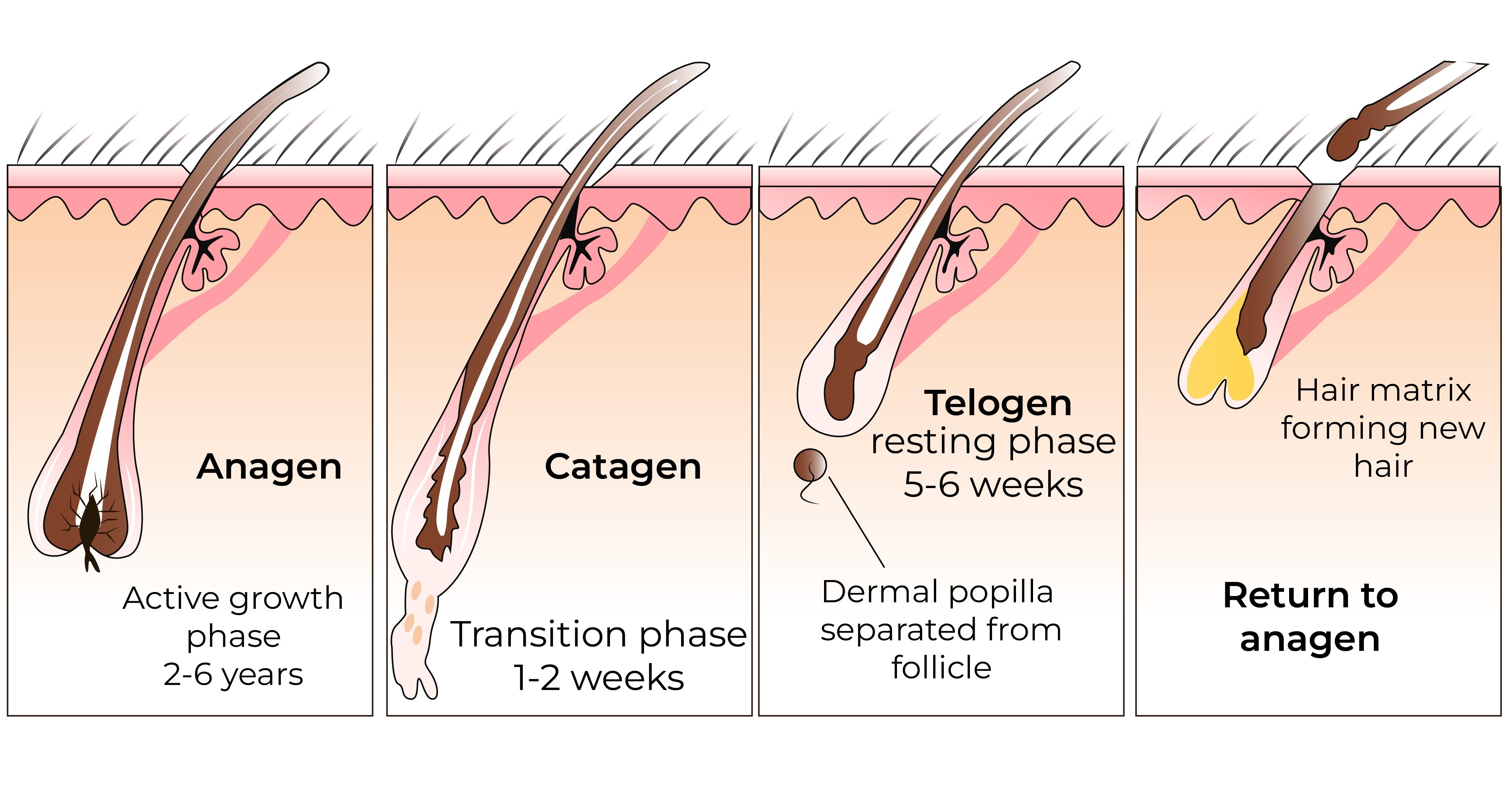 Hair Folicle Illustration-1